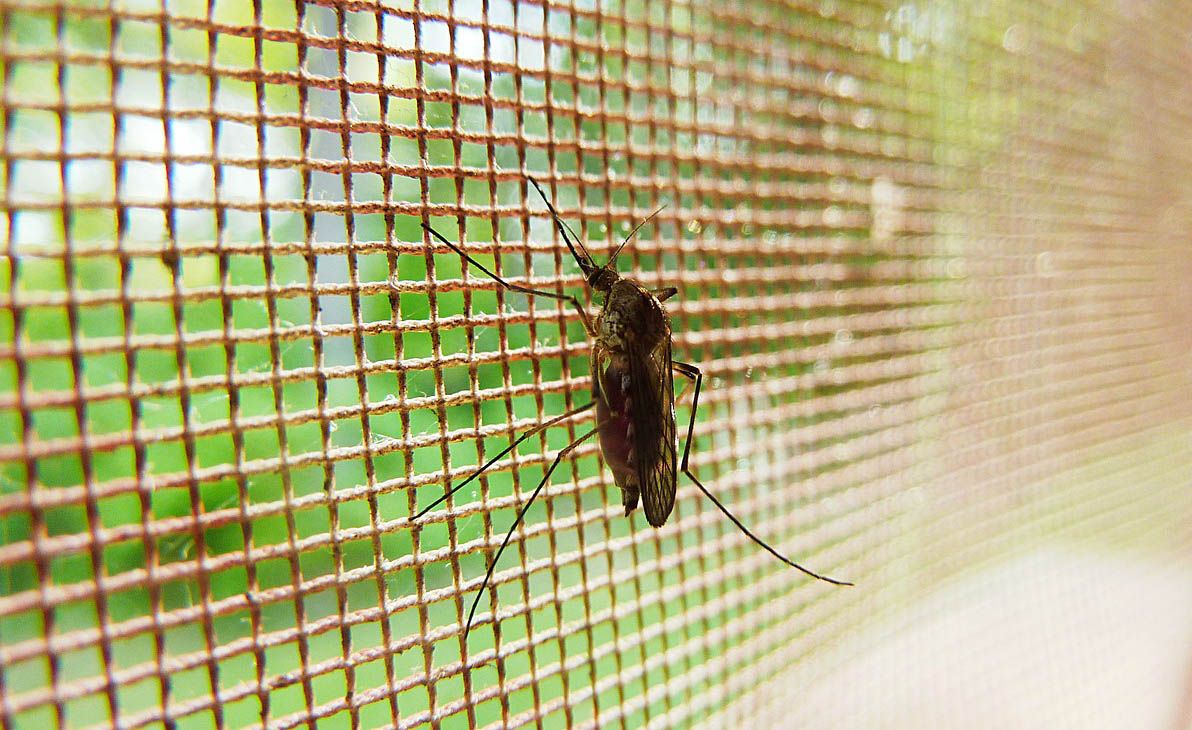 mosquito 19487 1280 mosquito 19487 1280