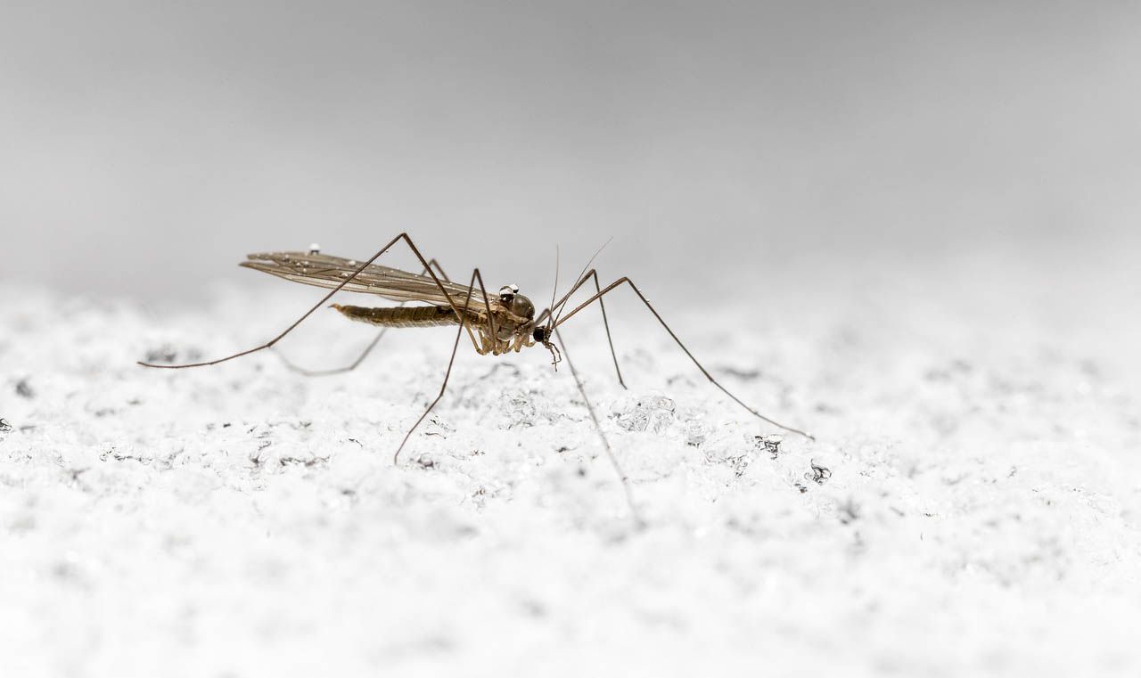 Llegan los mosquitos
