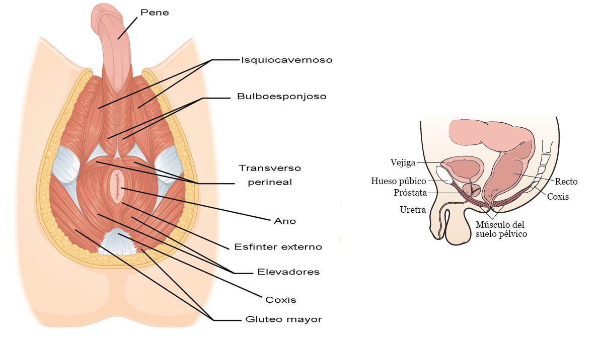 Anatomia del suelo pélvico masculino Anatomia del suelo pélvico masculino