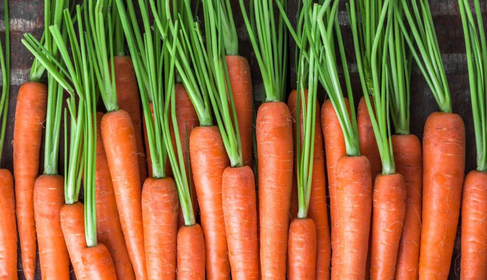La zanahoria es un alimento rico en antioxidantes. La zanahoria es un alimento rico en antioxidantes.