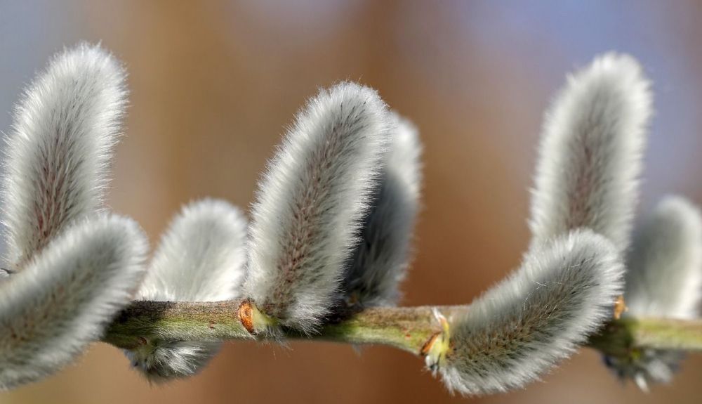 willow catkin 4033432 1280 willow catkin 4033432 1280