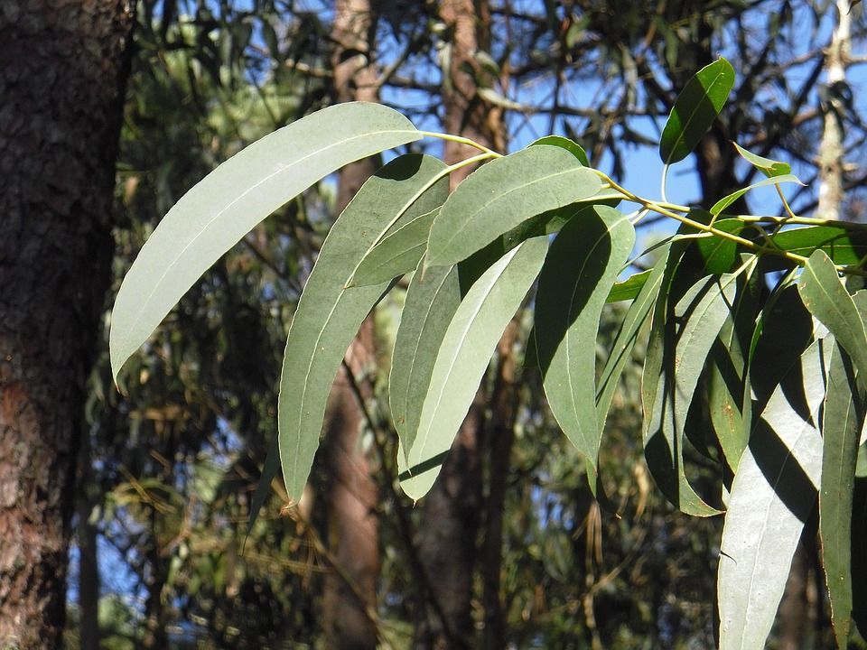 eucalyptus 2711285 960 720 eucalyptus 2711285 960 720