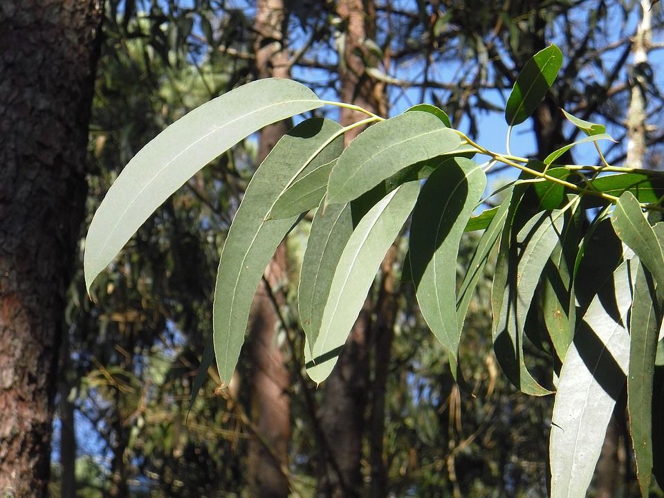 eucalyptus 2711285 960 720