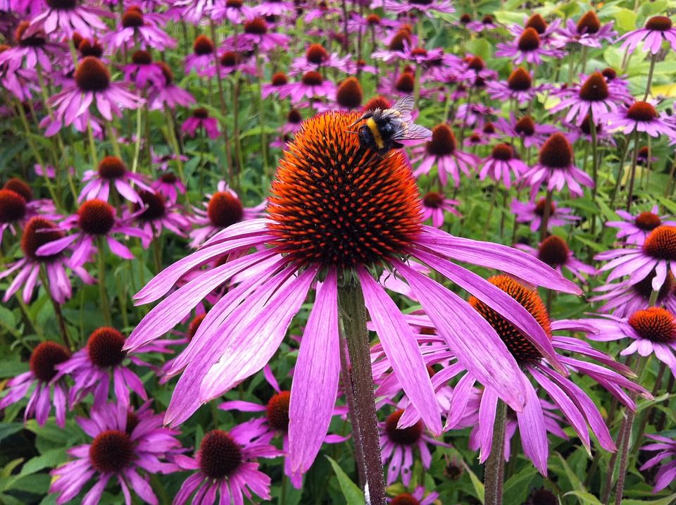 echinacea 1713939 960 720