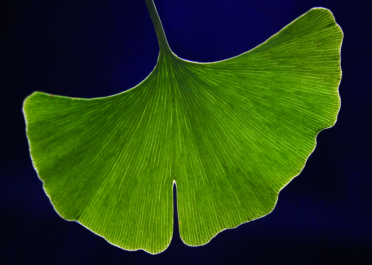 hoja ginkgo