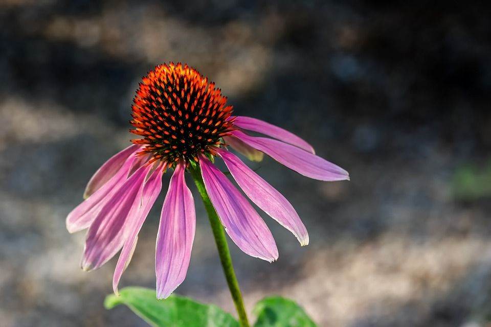Flor de Echinacea