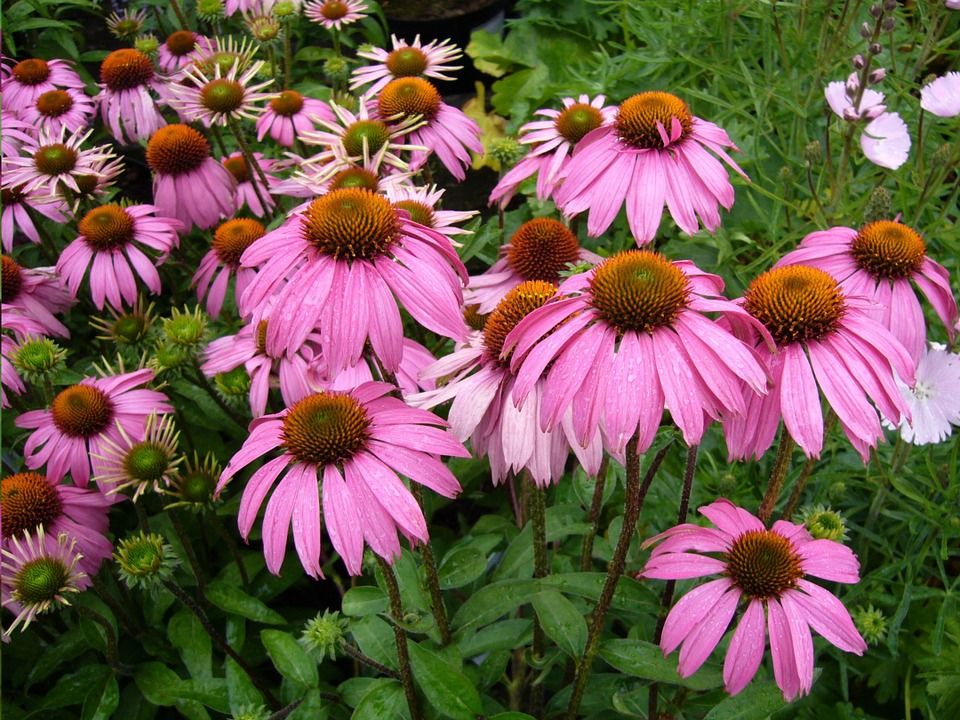 echinacea 73365 960 720 echinacea 73365 960 720