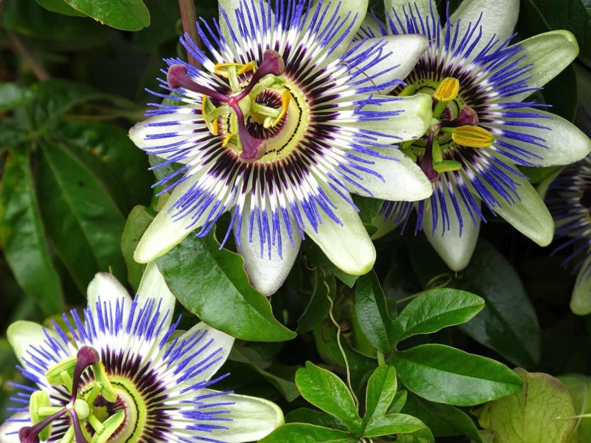 Pasiflora Pasiflora