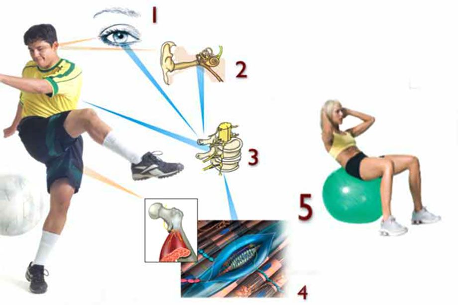 receptores sensoriales receptores sensoriales