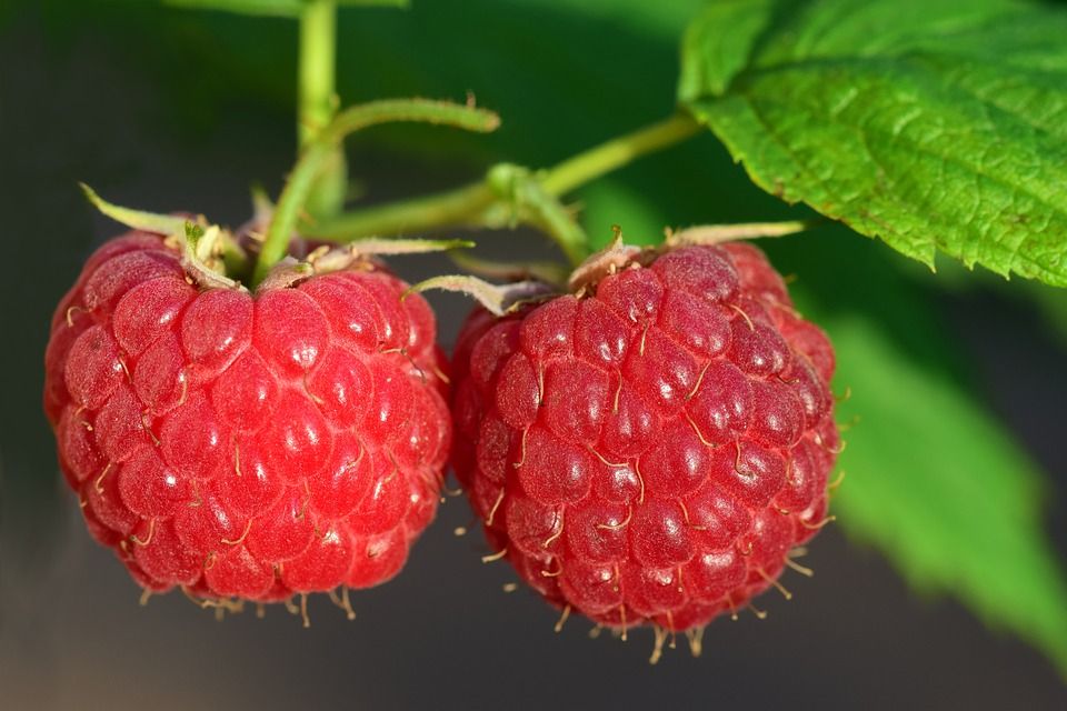 raspberries 3454504 960 720