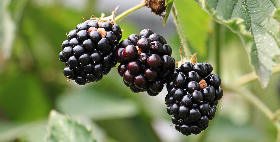 blackberries 1539540 960 720