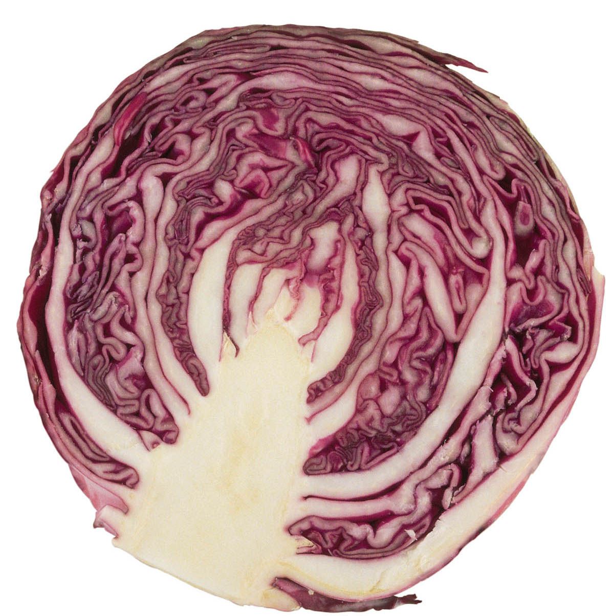 lombarda lombarda