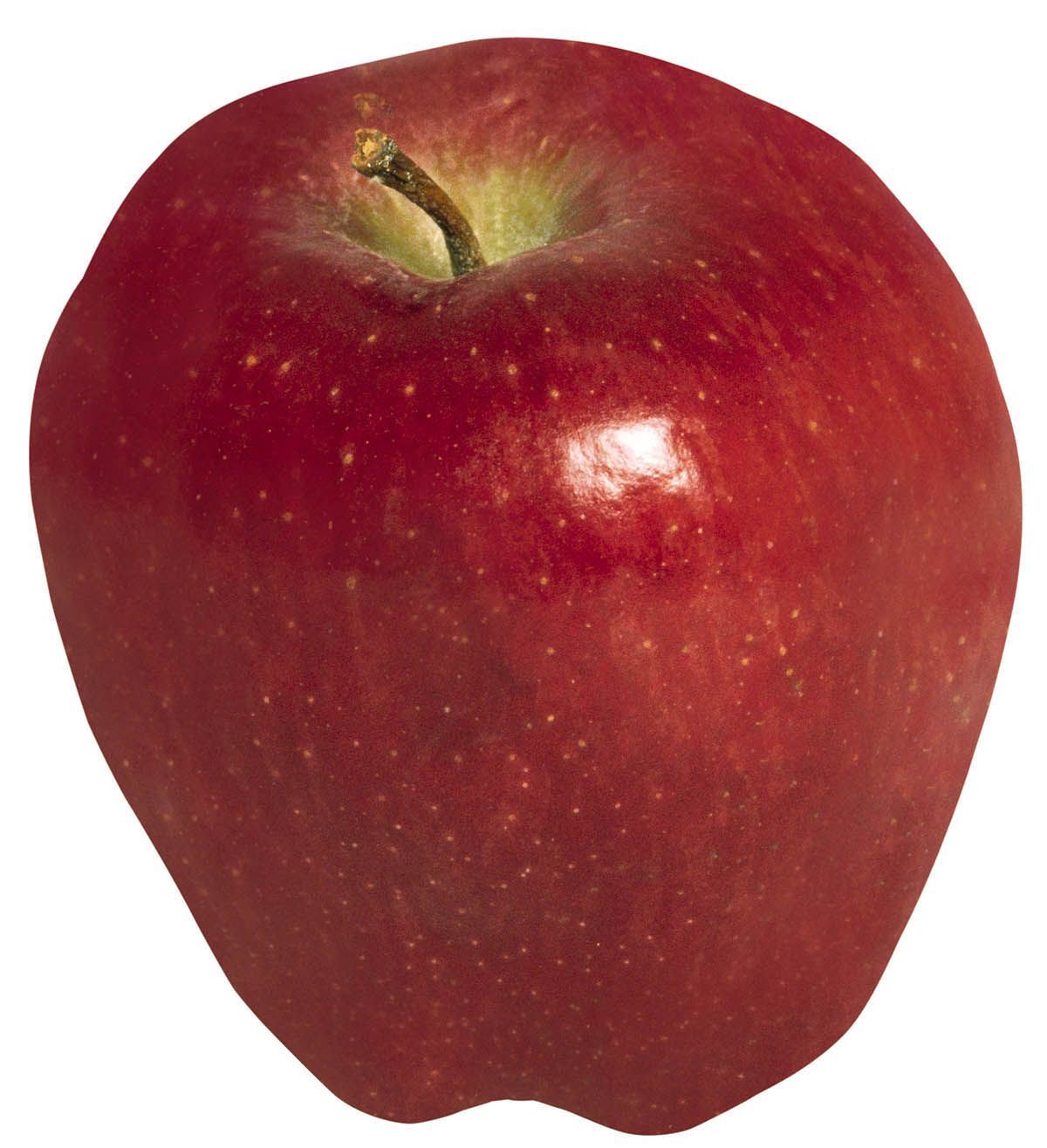 manzana