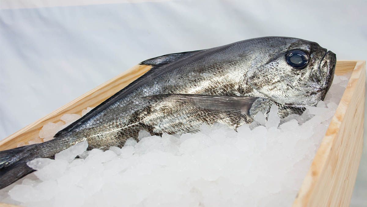 Palometa Palometa
