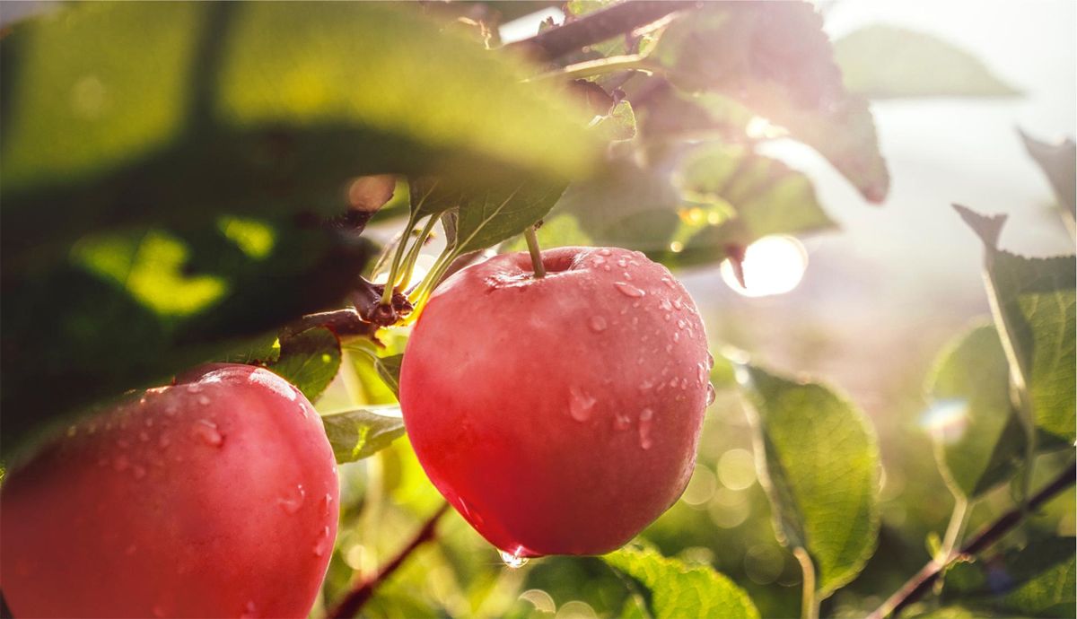 Recetas de Manzanas Marlene para el otoño