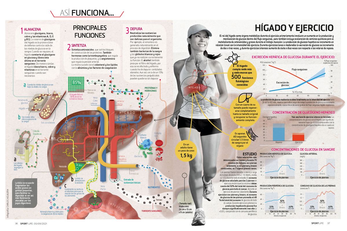 Así funciona el hígado: Sport Life 268 noviembre 2021