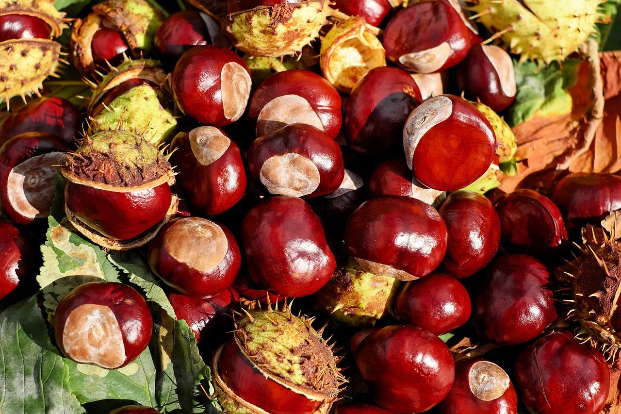 chestnut g280a99bd4 1280 chestnut g280a99bd4 1280