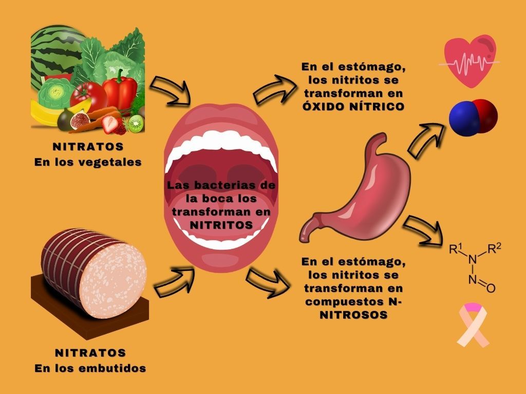 Infografía Nitratos vectorial