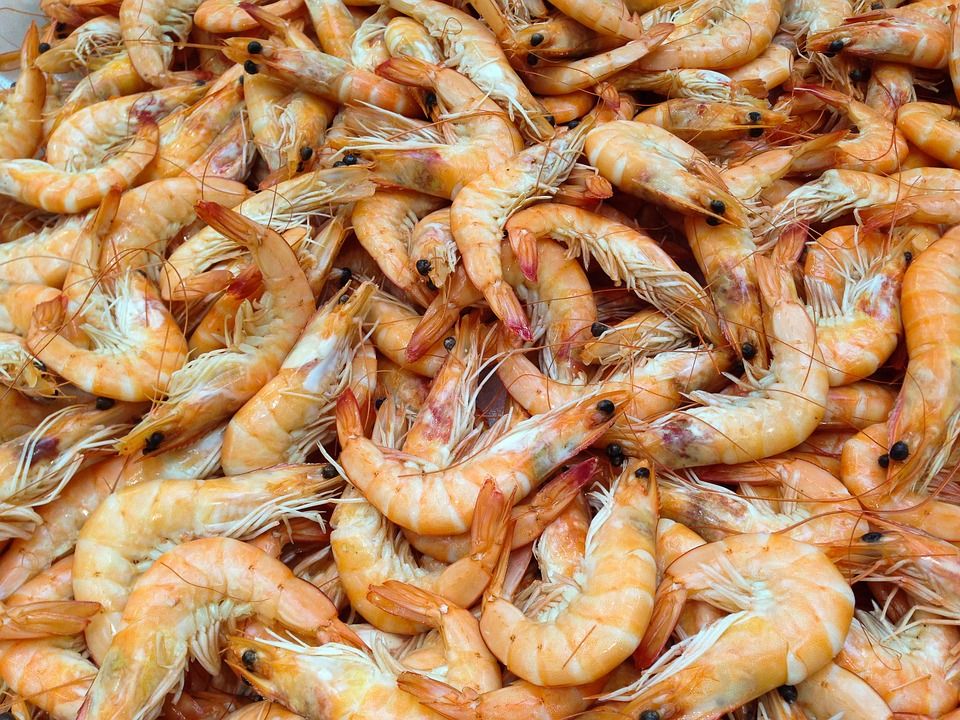 shrimp 727214 960 720 shrimp 727214 960 720