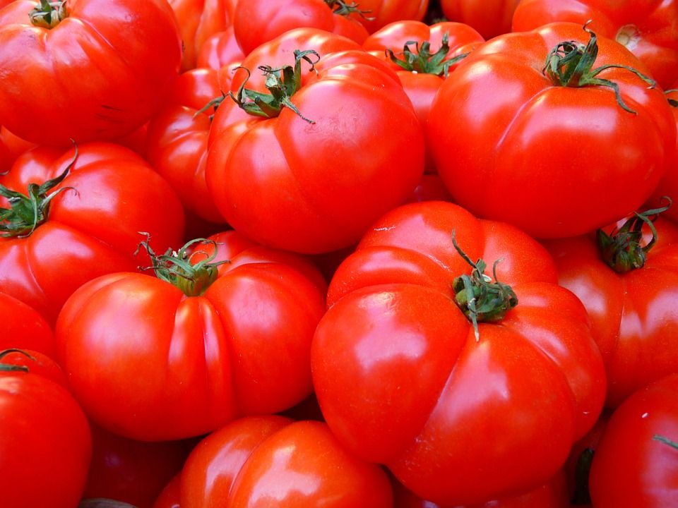 tomatoes 5356 960 720 tomatoes 5356 960 720