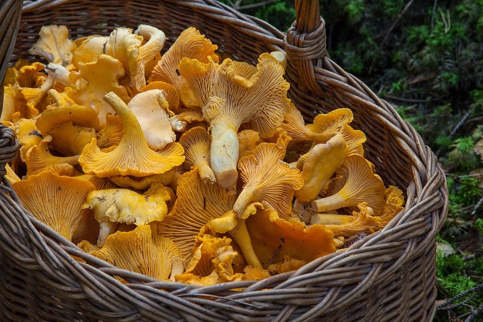 fungus 1194380 960 720 fungus 1194380 960 720