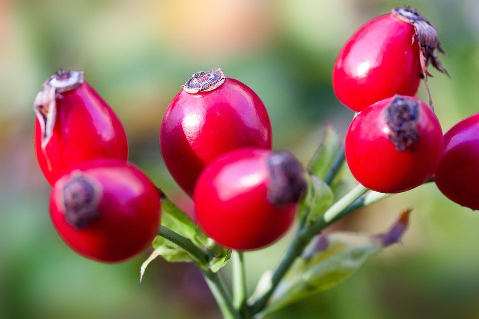 rose hips 493784 960 720 rose hips 493784 960 720