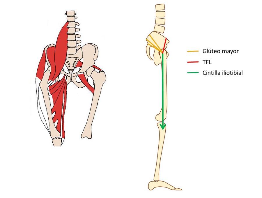 Estirar el tensor de la fascia lata