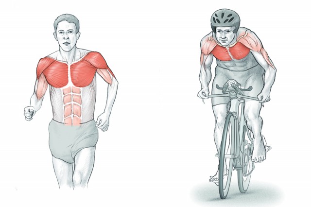 Anatomía triatleta dorsal recto abdomen