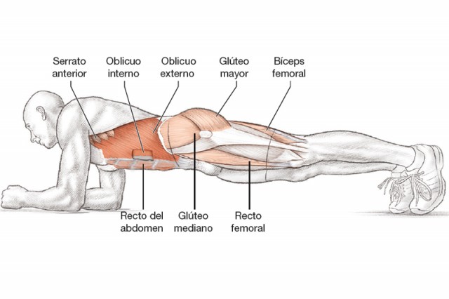 Anatomía triatleta plancha