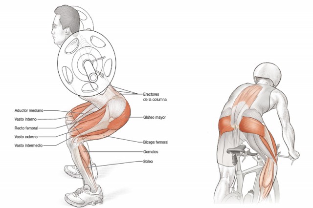 Anatomía triatleta sentadilla con barra