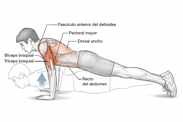 Anatomía triatleta técnica fondos de brazos