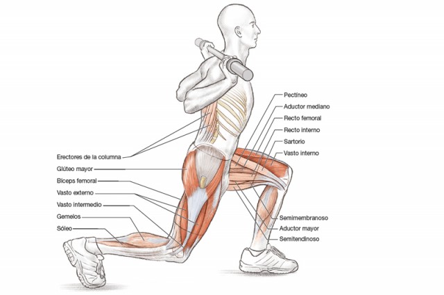 Anatomía triatleta zancada frontal