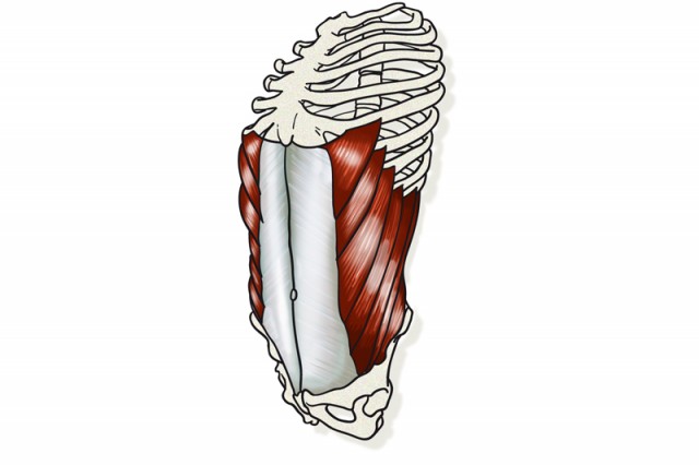 Abdomen oblicuo externo