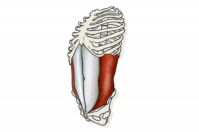Abdomen oblicuo interno