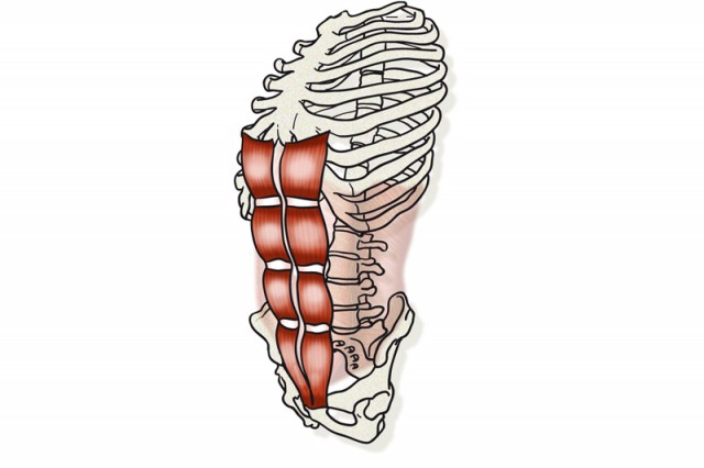 Abdomen recto