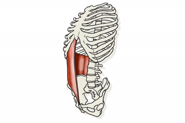Abdomen transverso