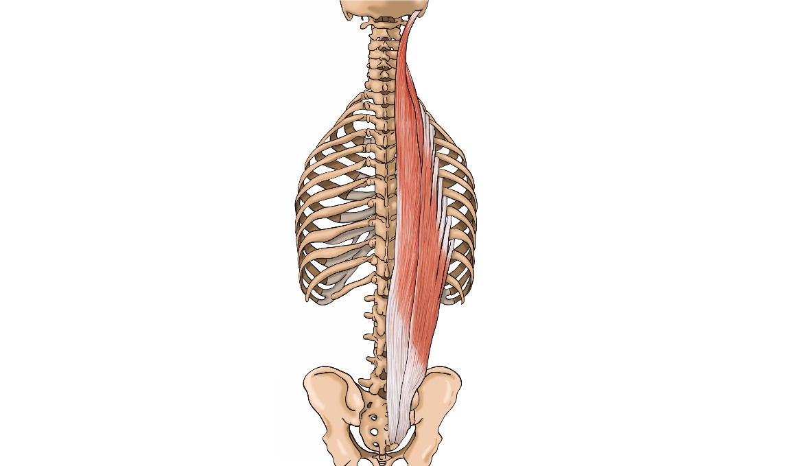 Una base estable en la región lumbar con estos ejercicios