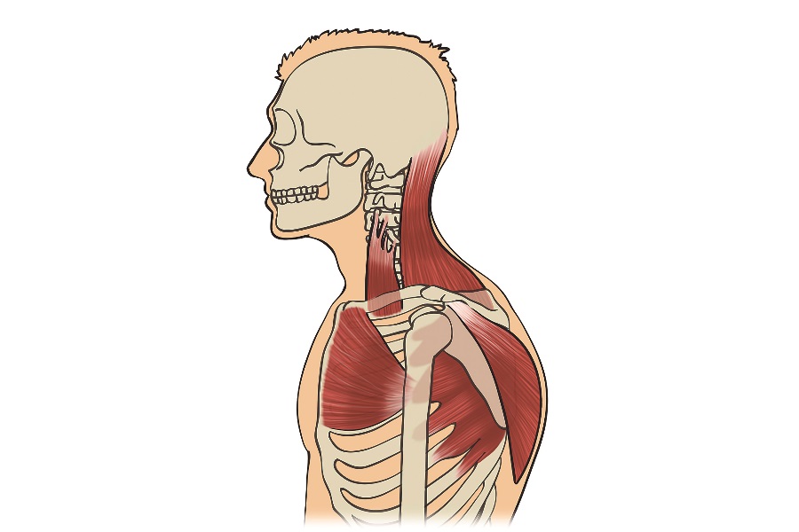 Evita el cuello empaquetado y conoce la región cervical