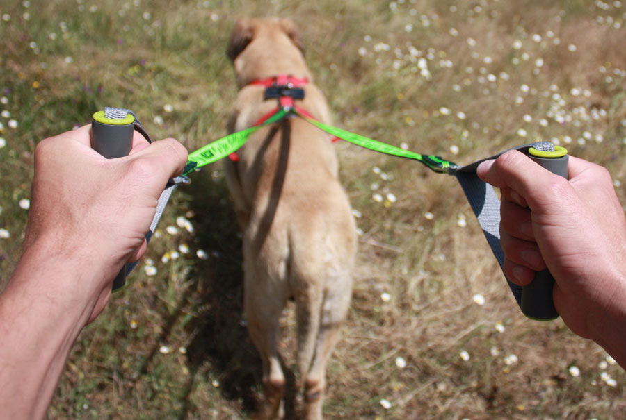 ¡Sé animal!, combina tu carrera con la de tu perro