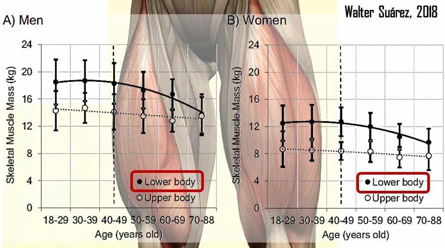 En la gráfica se aprecia la distribución de la masa muscular según el estudio hecho en 468 hombres y mujeres de entre 18 y 88 años. La línea que representa el tren inferior tiene un declive mucho más acusado que la que representa el tren superior.
