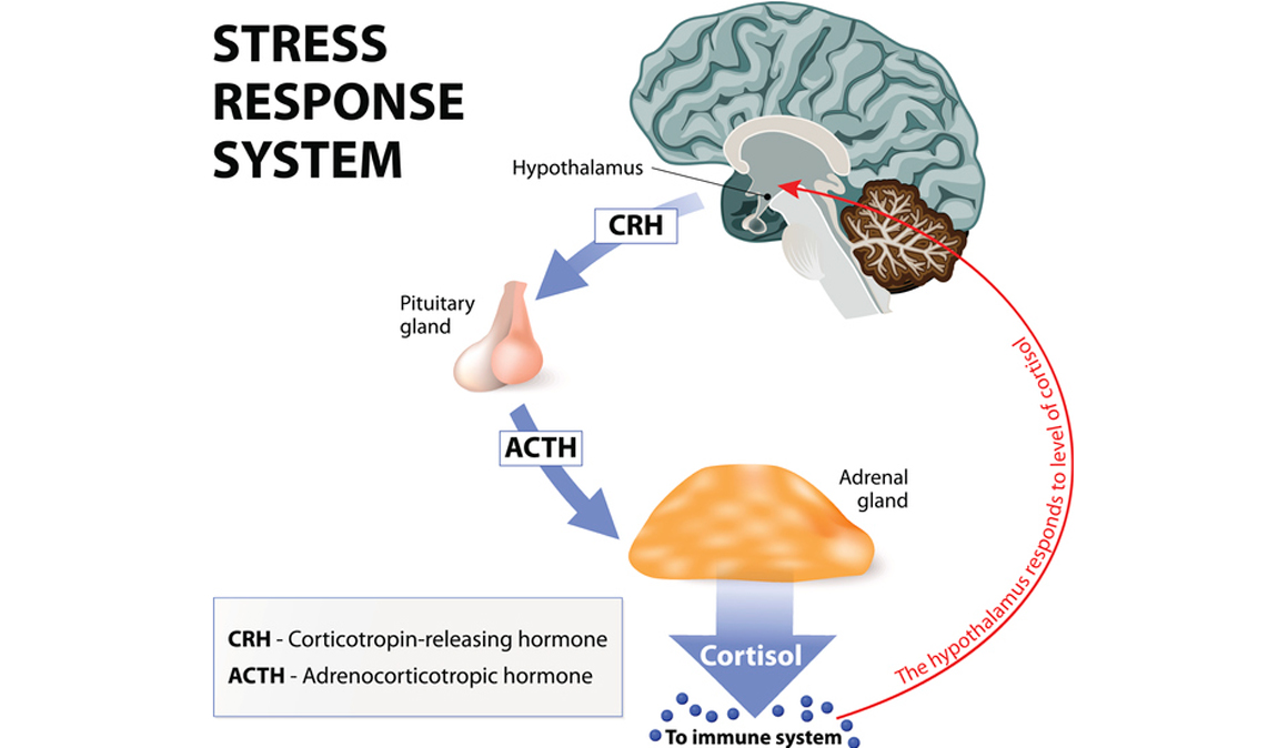 ¿Qué es la Insuficiencia suprarrenal? ¿Existe la Fatiga Adrenal?