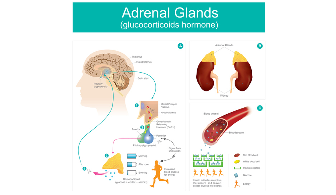 ¿Qué es la Insuficiencia suprarrenal? ¿Existe la Fatiga Adrenal?