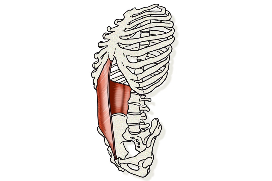 La faja abdominal, el corsé natural de nuestro cuerpo