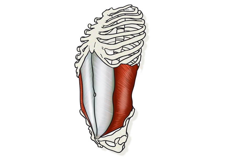 La faja abdominal, el corsé natural de nuestro cuerpo