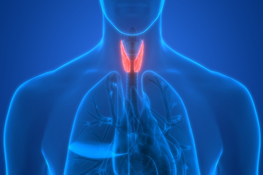 ¿Cómo funciona el metabolismo?