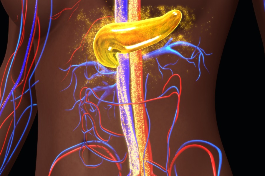 ¿Cómo funciona el metabolismo?