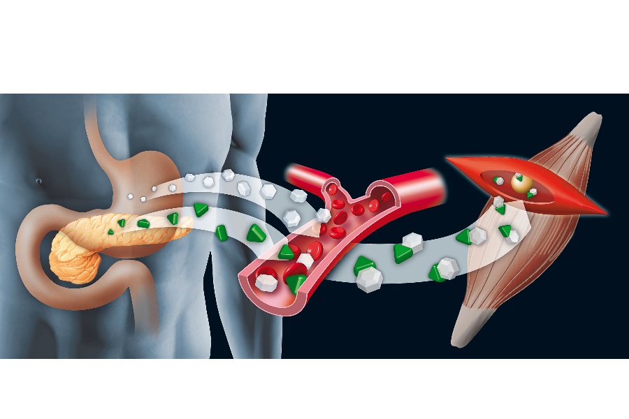 ¿Cómo funciona el metabolismo?