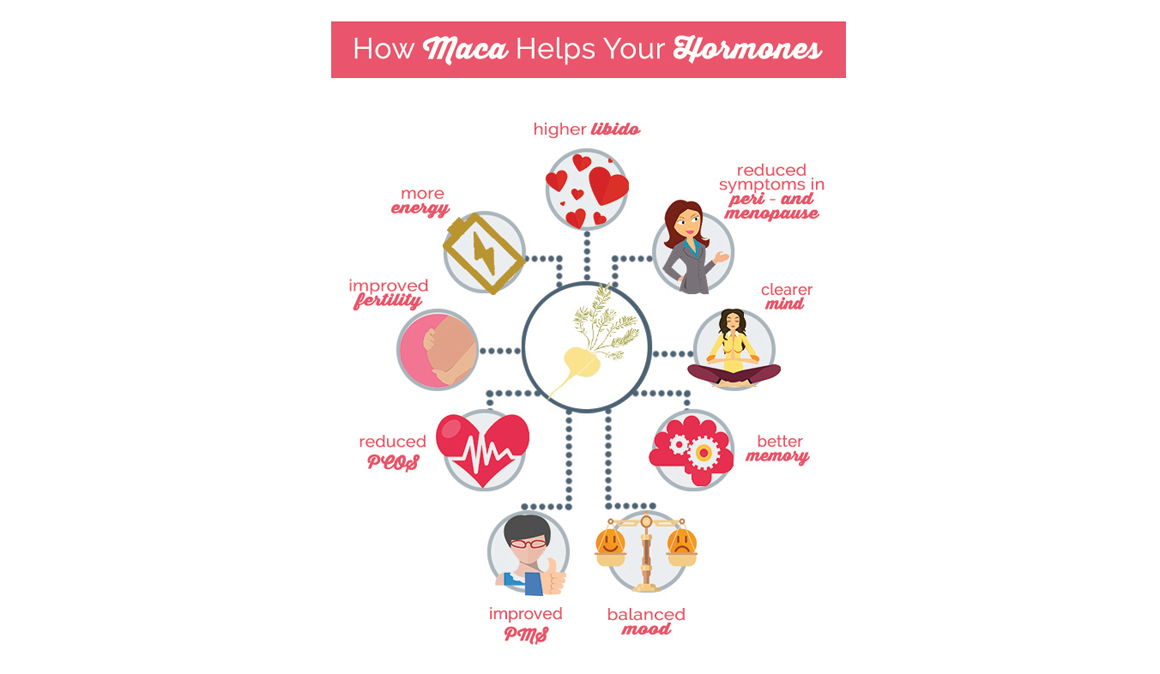 Todo sobre la maca, la raíz de los Andes equilibra las hormonas 