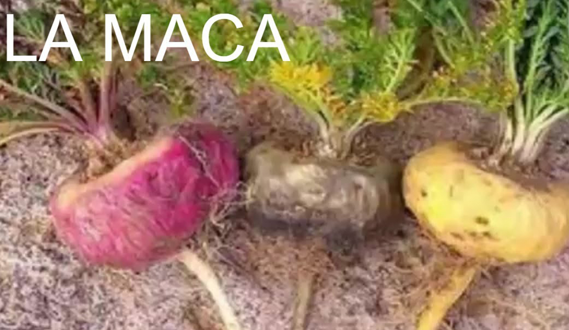 Todo sobre la maca, la raíz de los Andes equilibra las hormonas 