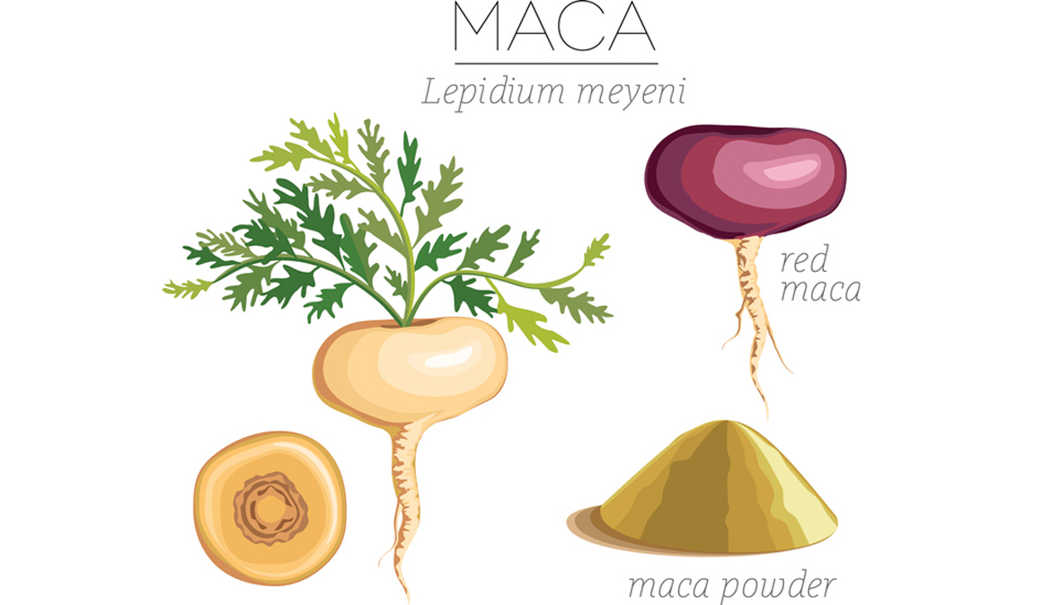 Todo sobre la maca, la raíz de los Andes equilibra las hormonas 